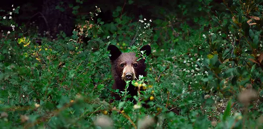 Bear Cub at Tamarack Meadows | Columbia Falls, MT